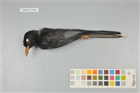 藏品(紅嘴黑鵯)的圖片